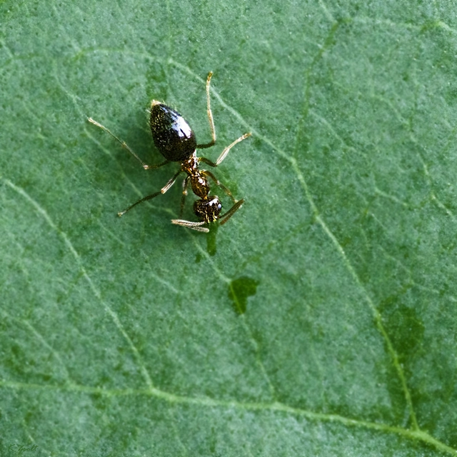 Prenolepis nitens - ragyogóhangya