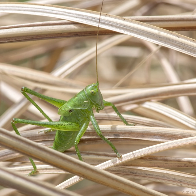 Tettigonia