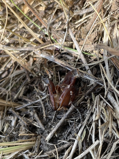 Paracossulus thrips - sztyepplepke