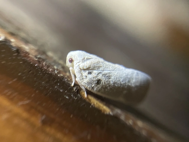 Metcalfa pruinosa - amerikai lepkekabóca