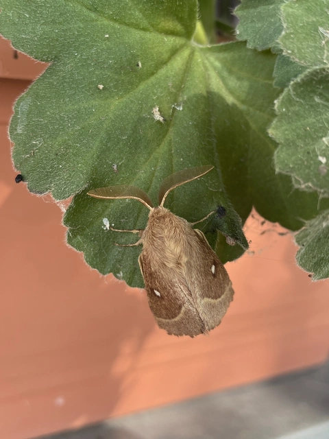 Lasiocampa trifolii - lóhereszövő