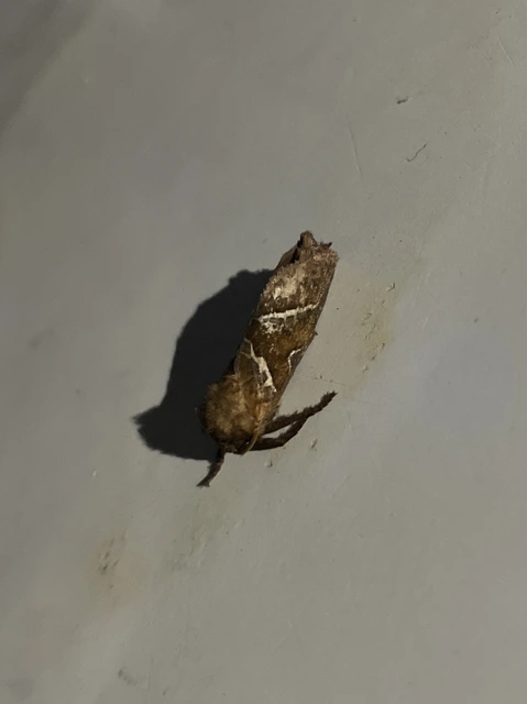 Triodia sylvina - kis gyökérrágólepke