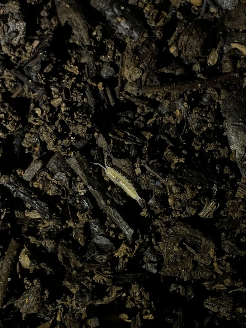 Isopoda - Ászkarákok