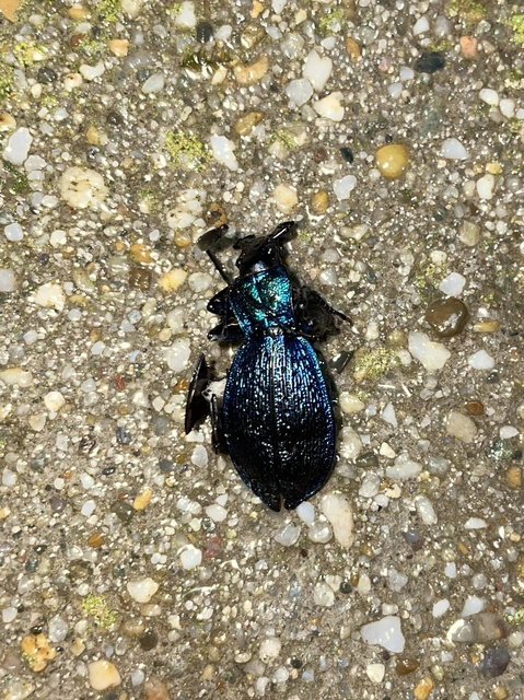 Carabus intricatus - kék laposfutrinka