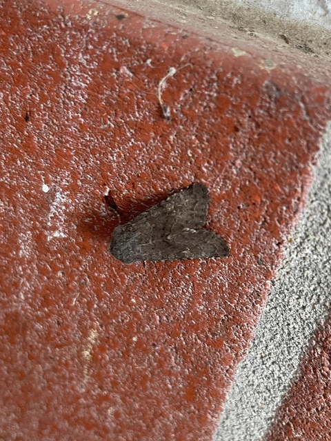 Aporophyla lutulenta - sziki őszibagoly