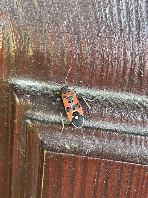 Lygaeus equestris/simulans