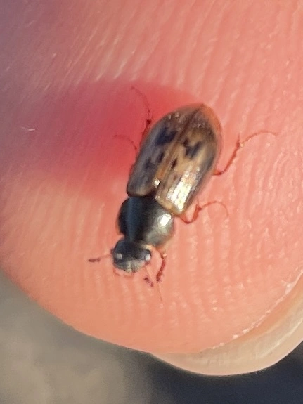 Aphodius obliteratus - sötétjegyű trágyabogár