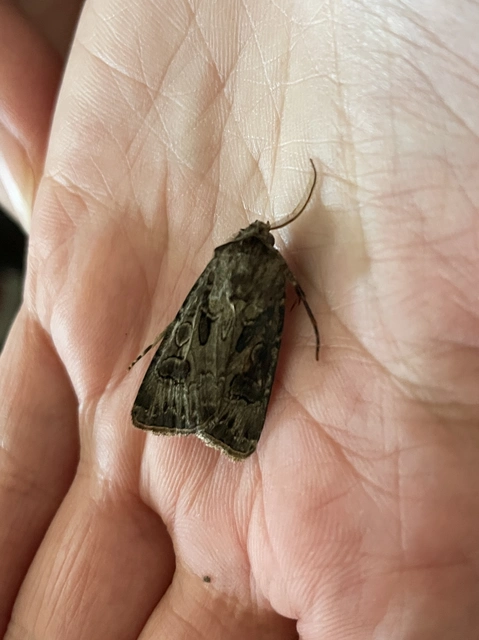 Agrotis bigramma - kétjegyű földibagoly