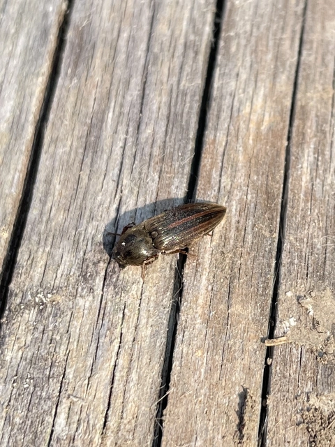 Agriotes lineatus - vetési pattanó