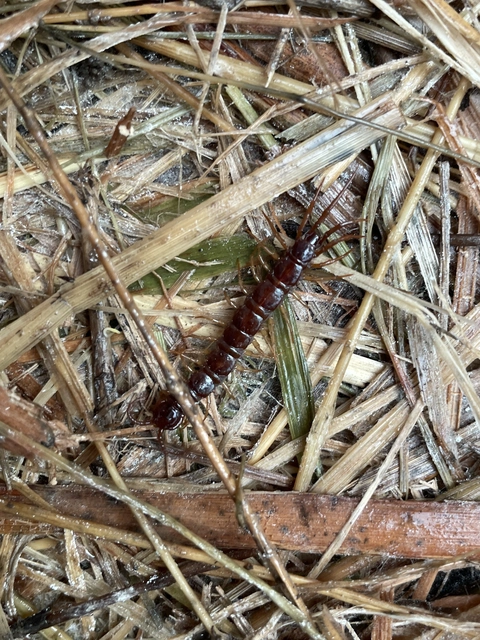 Chilopoda - Százlábúak