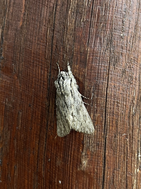Asteroscopus sphinx - csillagnéző bundásbagoly