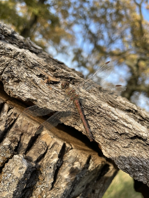 Sympetrum striolatum - harántsávos katona-szitakötő