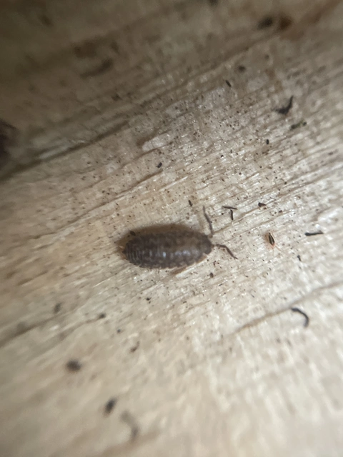 Isopoda - Ászkarákok