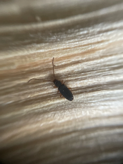 Uleiota planatus - hosszúcsápú fogasnyakú-lapbogár