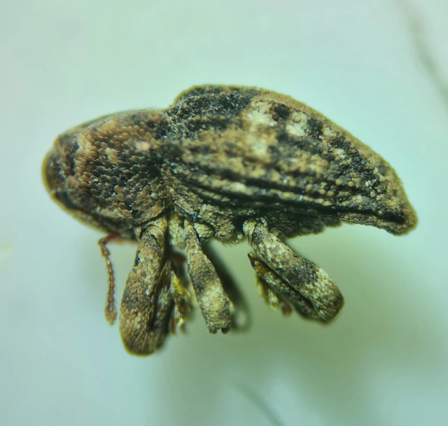 Acallocrates colonnellii - karcsútorú zártormányos