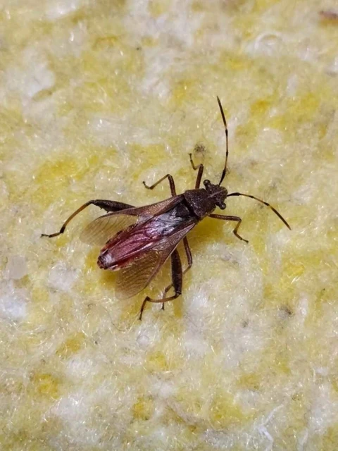 Camptopus lateralis - görbelábú karimáspoloska