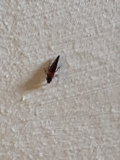 Mycetoporus Mycetoporus