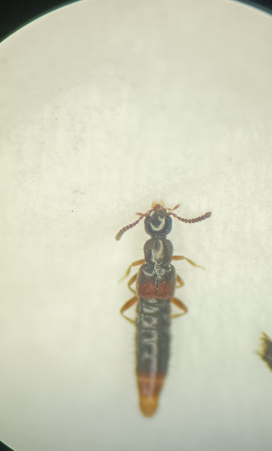 Phloeopora teres - közönséges szúvadászholyva