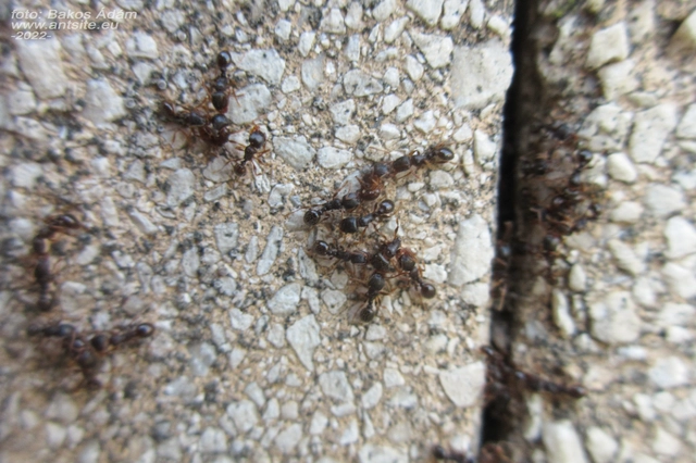 Tetramorium