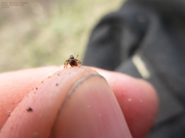 Tetramorium
