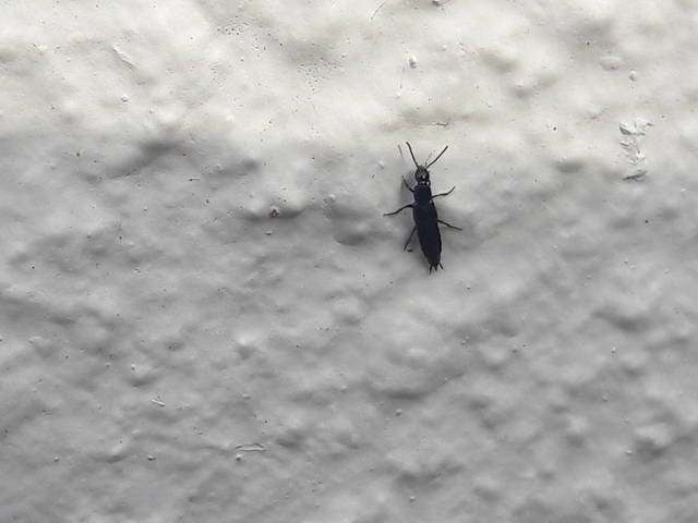 Philonthus