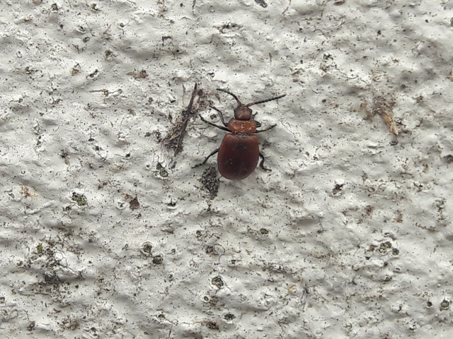 Galeruca