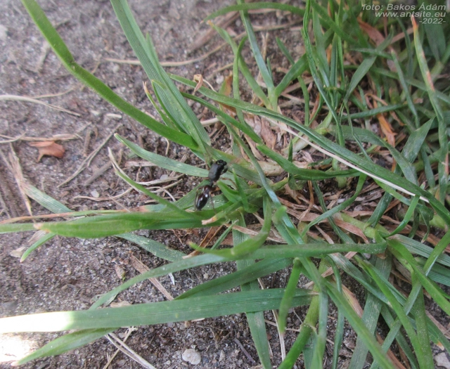 Leptorchestes berolinensis - fekete hangyautánzópók