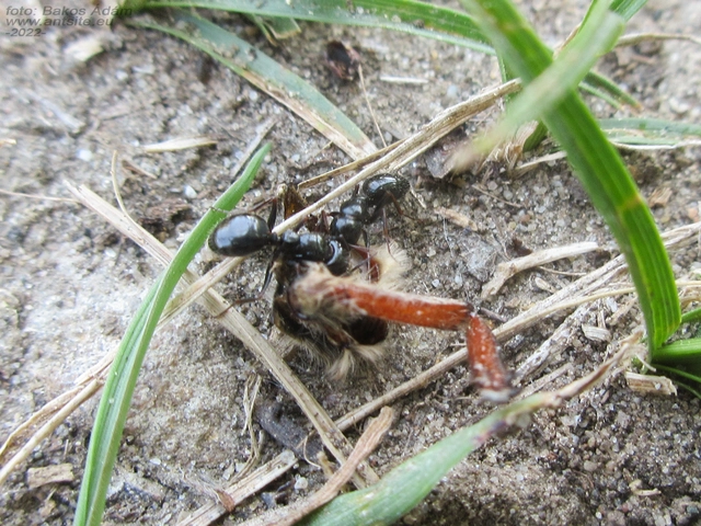 Camponotus atricolor - nyerges lóhangya