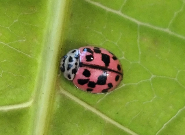 Oenopia conglobata - rózsás katica
