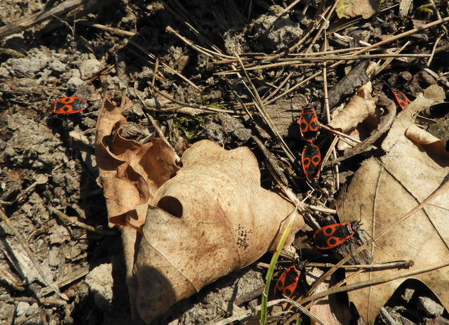 Pyrrhocoris apterus - verőköltő poloska