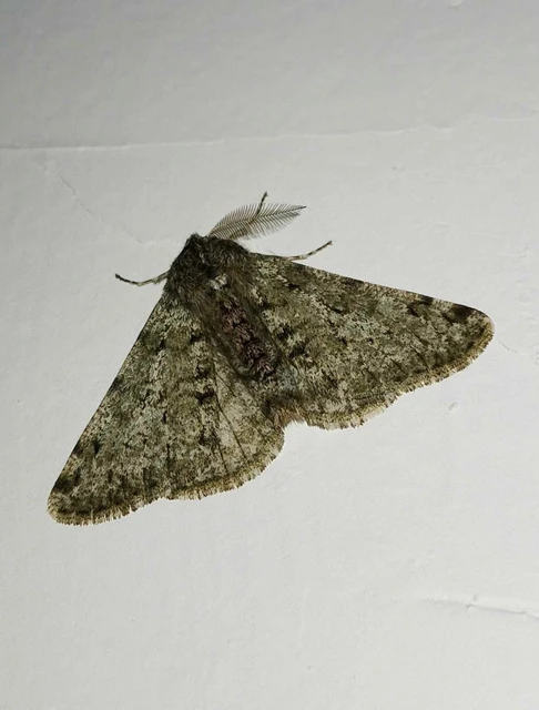 Apocheima pilosaria - zöldes tavasziaraszoló