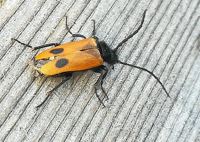 Apalus bimaculatus - kétfoltos élősdibogár