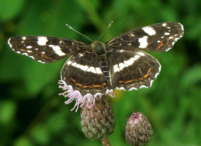 Araschnia levana - pókhálós lepke