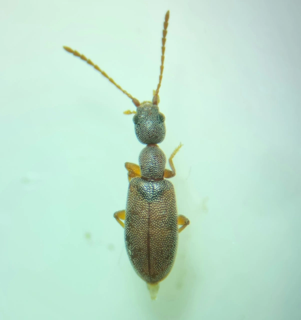 Endomia tenuicollis - keskenynyakú fürgebogár