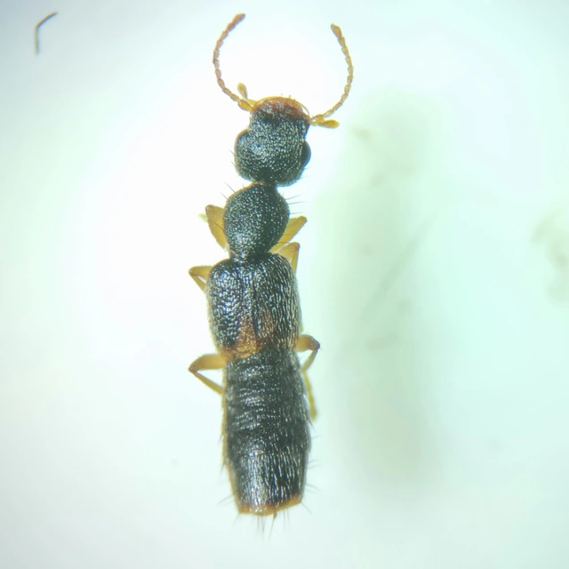 Astenus lyonessius - közönséges köviholyva