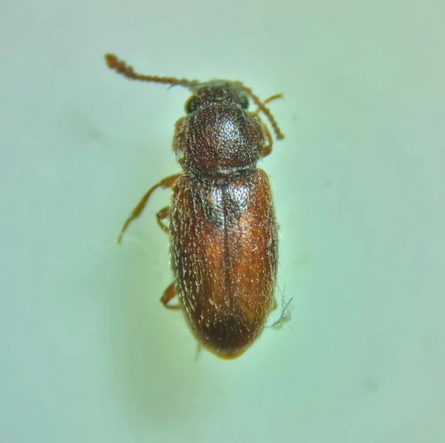 Cryptophagidae - penészbogárfélék