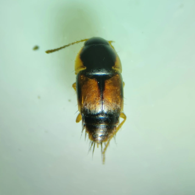 Tachyporus hypnorum - közönséges kószaholyva