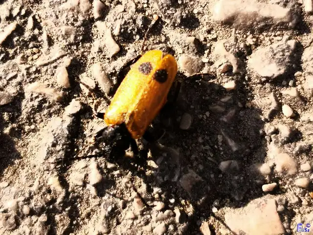 Apalus bimaculatus - kétfoltos élősdibogár
