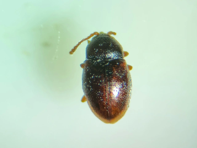 Atomaria Atomaria