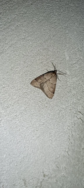 Theria rupicapraria - tavaszi kökényaraszoló