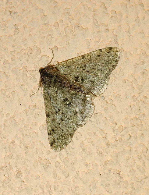 Apocheima pilosaria - zöldes tavasziaraszoló