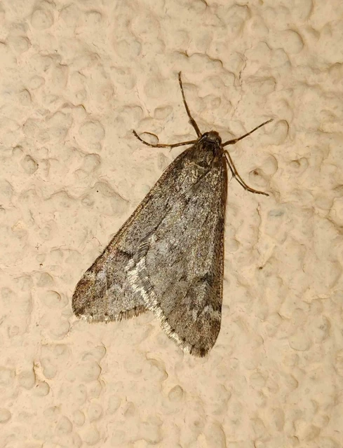 Alsophila aescularia - vadgesztenye-araszoló