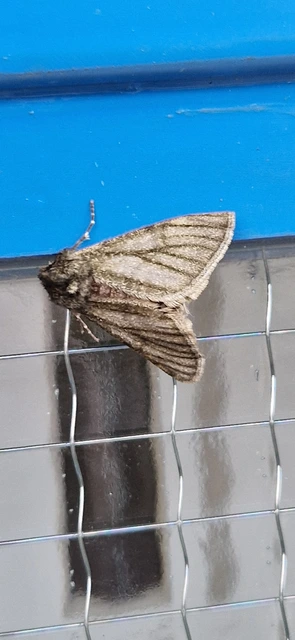 Apocheima pilosaria - zöldes tavasziaraszoló