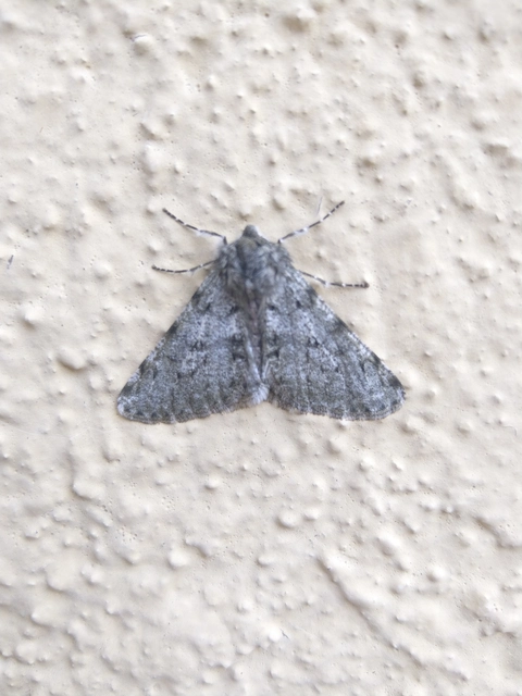 Apocheima pilosaria - zöldes tavasziaraszoló