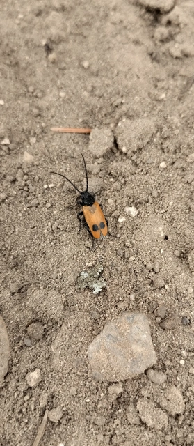 Apalus bimaculatus - kétfoltos élősdibogár