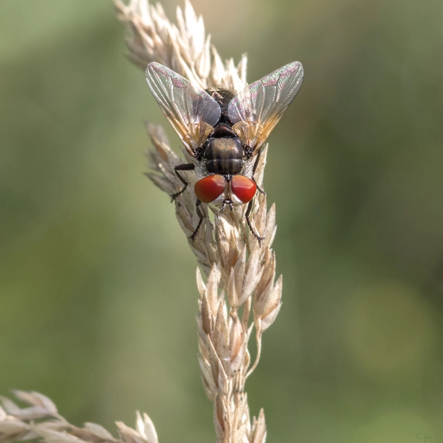 Phasiinae