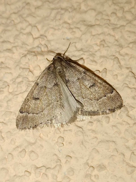 Theria rupicapraria - tavaszi kökényaraszoló