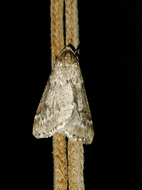 Alsophila aescularia - vadgesztenye-araszoló