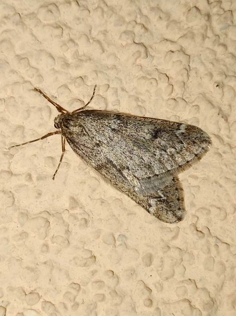 Alsophila aescularia - vadgesztenye-araszoló
