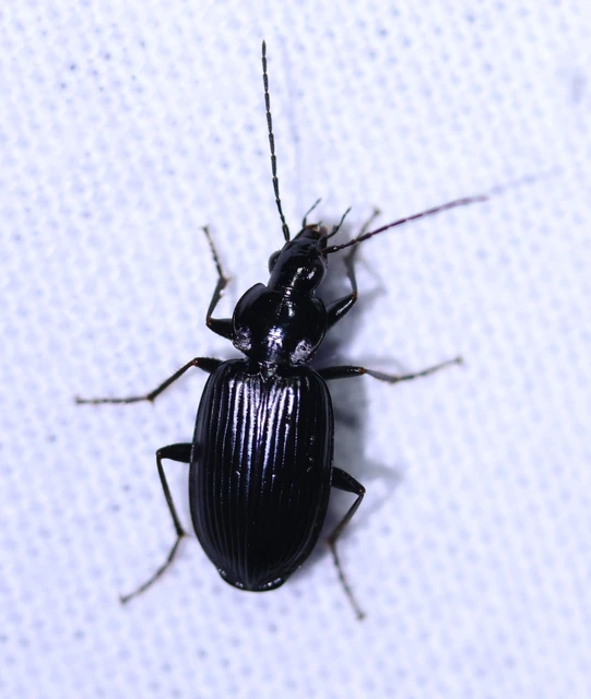 Agonum lugens - mocsári kisfutó Agonum lugens - mocsári kisfutó